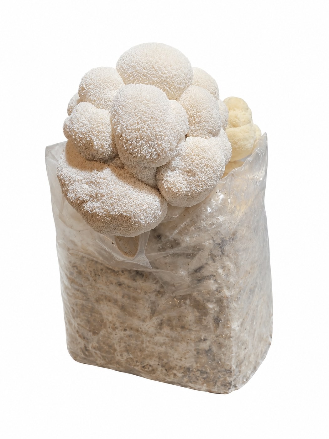 Turnbull Farms Lion’s Mane grow kit producing cultivated mushrooms